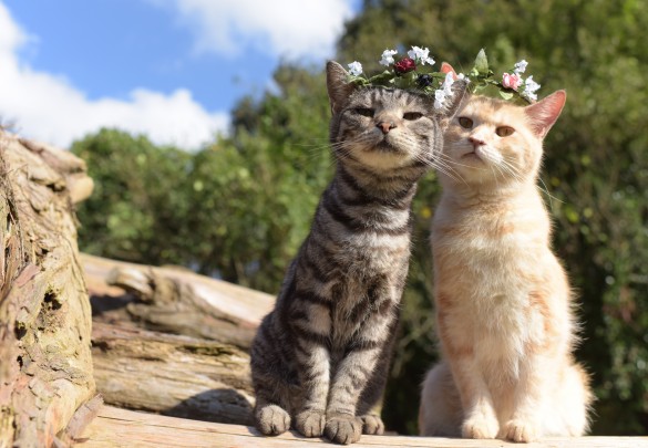 あのドラマ・CMのニャンコが勢ぞろい！【アイドル猫のつくりかた】