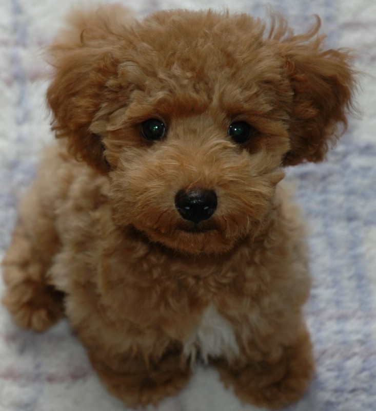 やってみた, ペット, 犬, 資格, 雑学