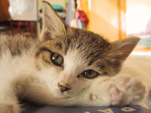 やってみた, ペット, 犬, 資格, 雑学