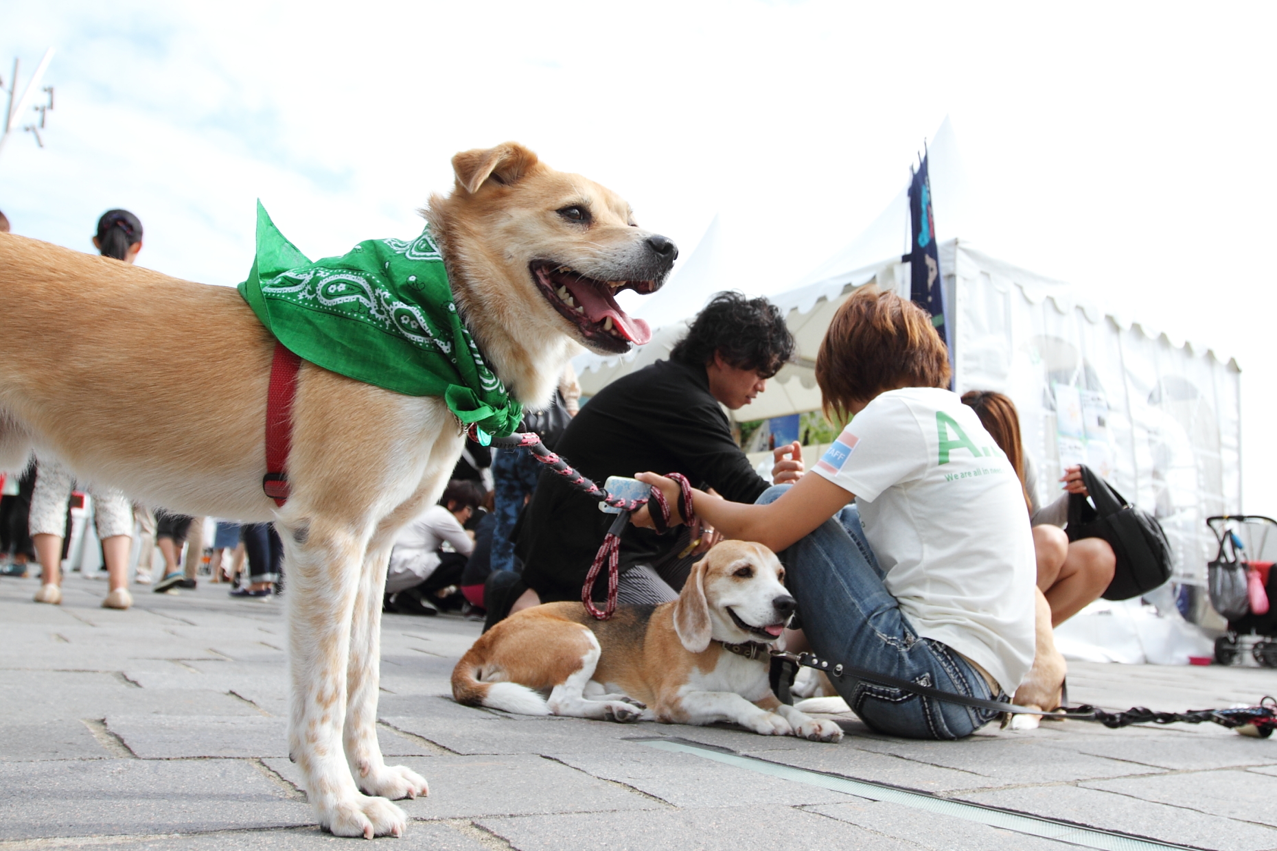 ペット,犬,猫,殺処分,HAPPY MUSIC FESTA