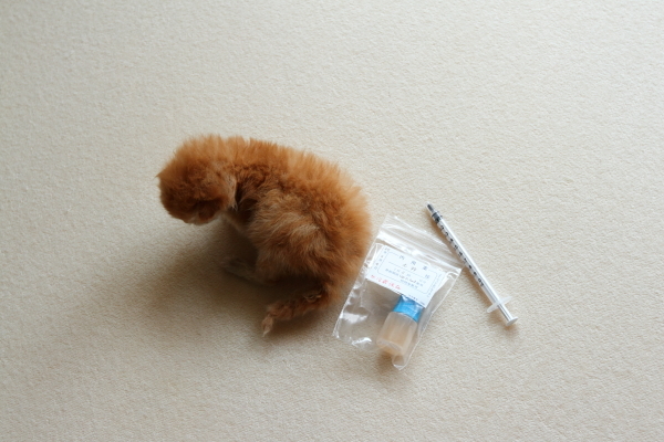 子猫,ケニア ドイ