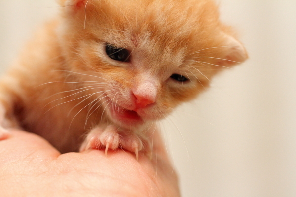 子猫,ケニア ドイ