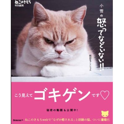 かわいすぎ 怒り顔の猫 日米で大人気 女子spa