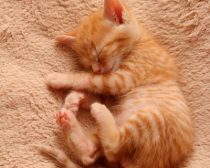 保護31日目「おやすみ4連発」(1)