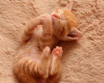 写真:保護31日目「おやすみ4連発」(2)