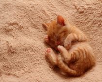 写真:保護31日目「おやすみ4連発」(3)