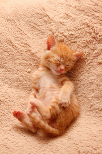 写真：保護31日目「おやすみ4連発」（4）