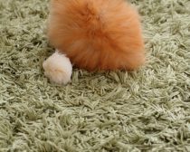 写真:保護29日目「白玉」(1)