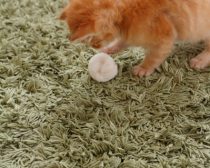 写真:保護29日目「白玉」(2)