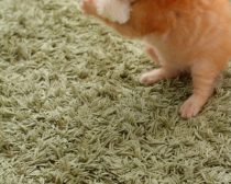 写真:保護29日目「白玉」(3)