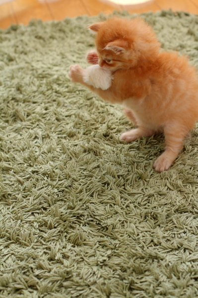 写真：保護29日目「白玉」（3）