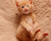 写真:保護29日目「ヘン顔」(1)