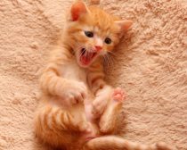 写真:保護29日目「ヘン顔」(2)