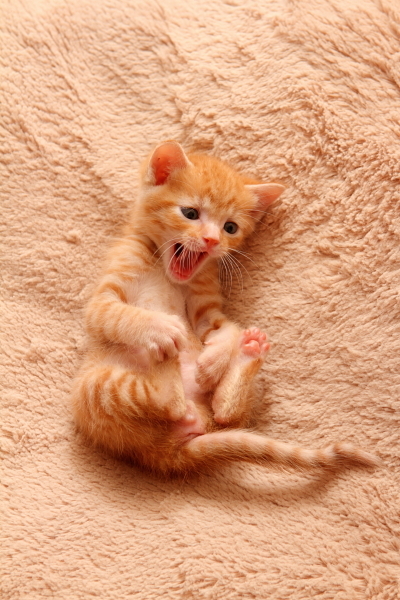 写真：保護29日目「ヘン顔」（2）