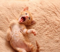 写真：保護29日目「ヘン顔」（3）