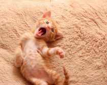 写真:保護29日目「ヘン顔」(3)