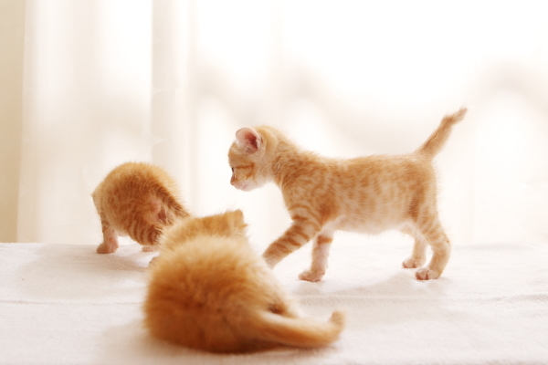 集合する子猫たち