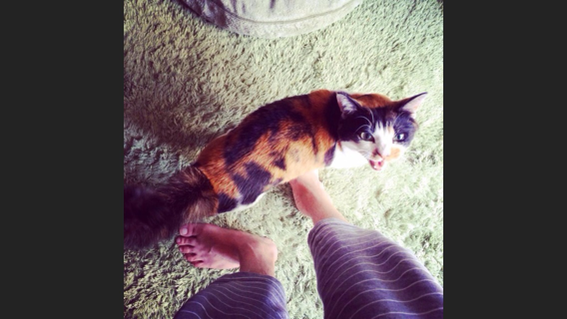 これっ、うちのやつ