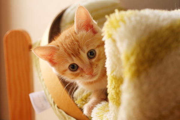 子猫E子（写真3）