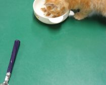 離乳食を食べる子猫