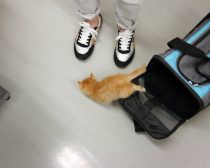 脱走する子猫(F男)