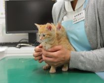 視察が不安な子猫