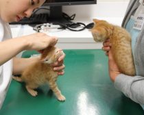 耳掃除をされる子猫