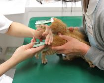 体温を測定される子猫