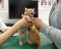 触診を嫌がる子猫