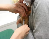 ワクチン注射中の子猫