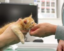 ワクチン接種後、ぐったりする子猫