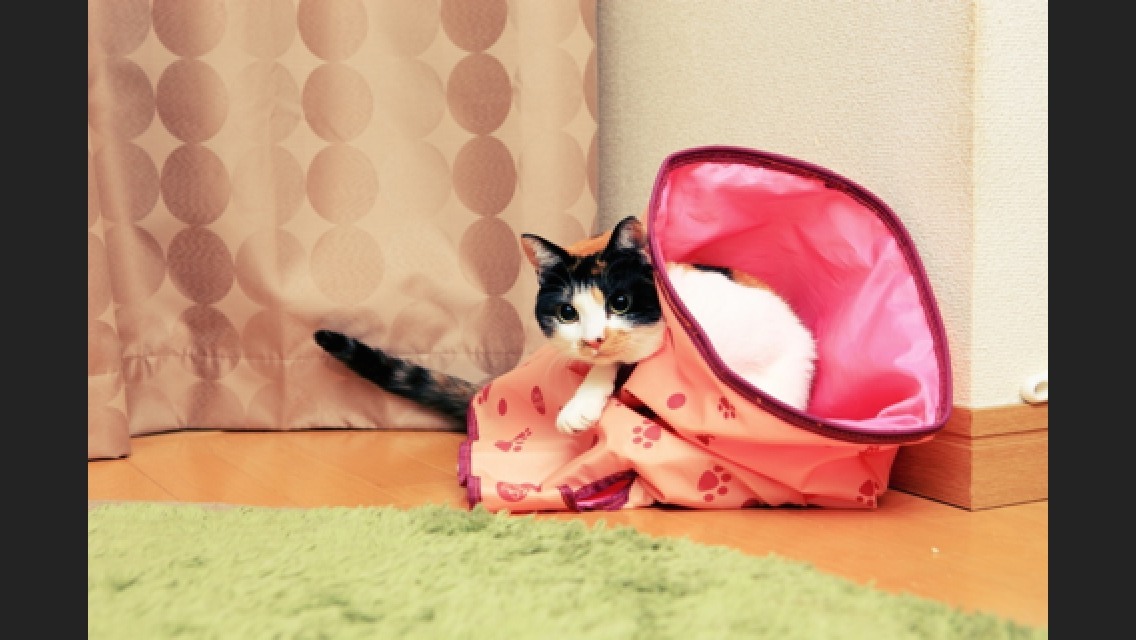 それっ、大好きおもちゃっ