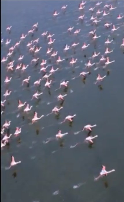 フラミンゴの群れ