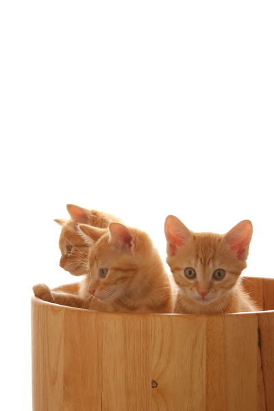 子猫3匹（1）