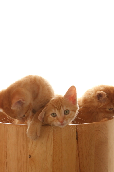 子猫3匹（3）