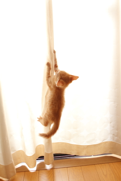 カーテンをよじ登る子猫