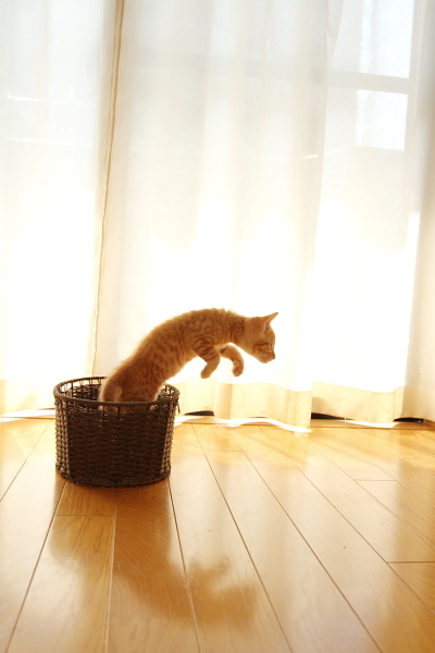 カゴから飛び出る子猫