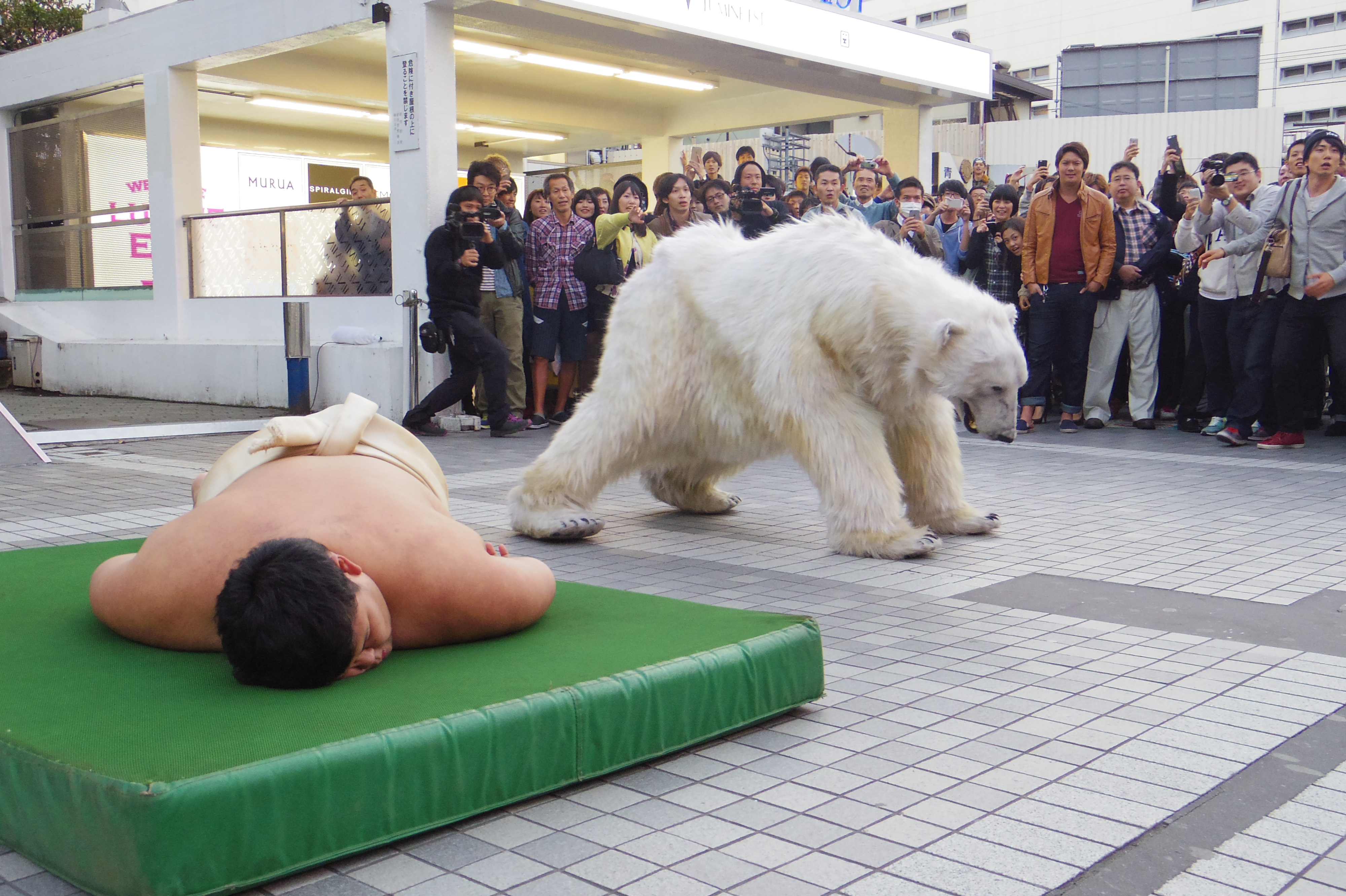 シロクマと力士（3）