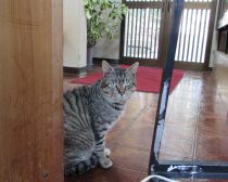 影から覗くケメ