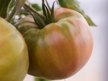 農薬使用1回で栽培されるトマト（ノーティス提供）