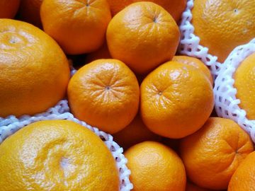 着色促進剤、防腐処理剤など一切不使用の柑橘（飛田柑橘園提供）