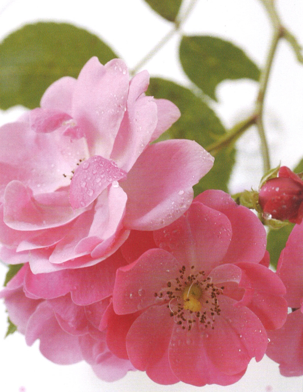 ブルガリアダマスクローズ