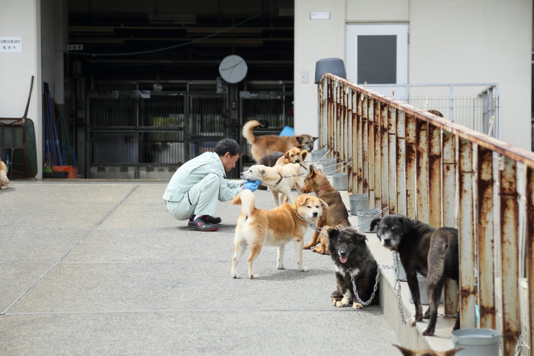 犬の殺処分ゼロを達成した熊本市動物愛護センター