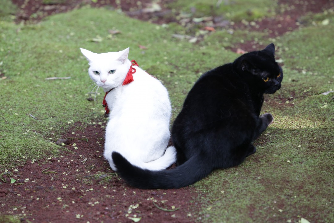 『猫侍 南の島へ行く』より_4