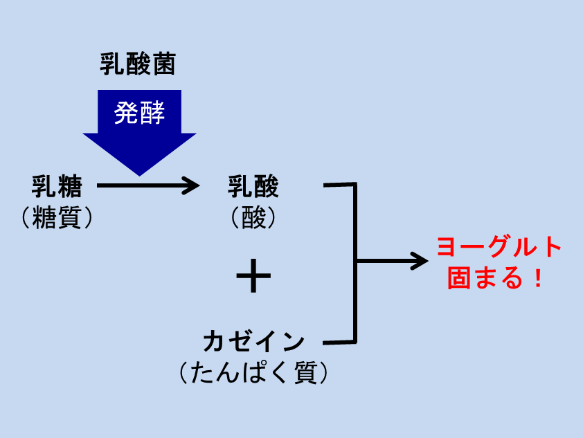 ヨーグルト図解