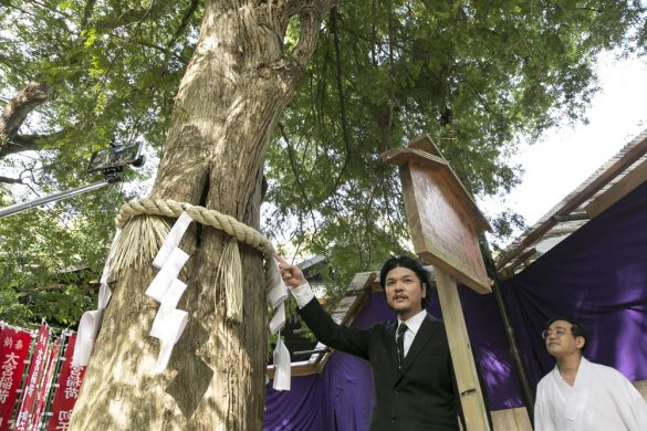 パワースポット_大宮八幡宮_共生の木 パワースポット_大宮八幡宮_共生の木