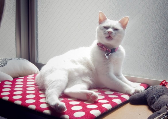 ブサコト ブサコト