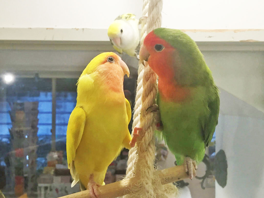 ラブラブなことりちゃん