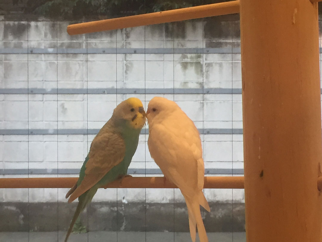 チュッチュなことりちゃん