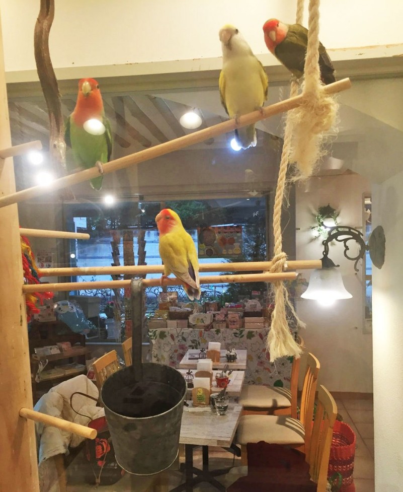 鳥はガラスケースの中